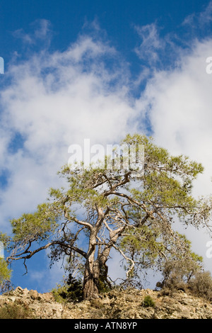 Pinus Brutia un pino stuntato costiero di medie dimensioni, un pino resistente alla siccità che cresce nella penisola di Akamas, Cipro Foto Stock