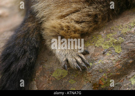 La marmotta alpina parc des Parco Nazionale degli Ecrins Alpi Marmota unghie piedi closeup roditori selvatici selvatici di ibernazione di hibernate a 2600m Foto Stock