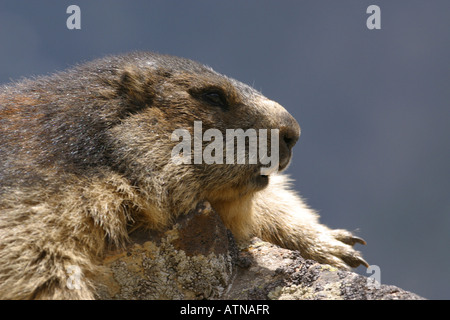 La marmotta alpina parc des Parco Nazionale degli Ecrins Alpi Marmota in altitudine di 2600m roditori selvatici selvatici di ibernazione di Hibernate Foto Stock