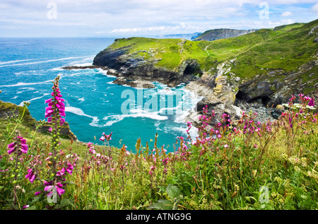 Tintagel Haven sul Cornish Coast, vista dal castello di Tintagel con foxgloves crescendo in primo piano. Cornwall, Regno Unito Foto Stock