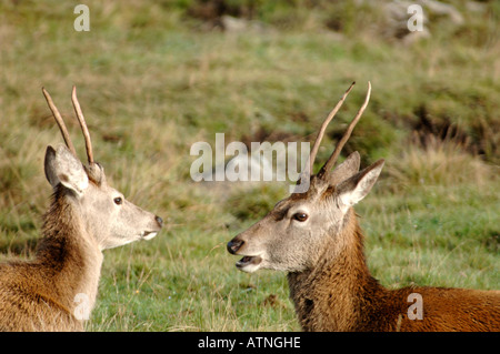 I capretti Cervi cervi. 3741-359 XMM Foto Stock