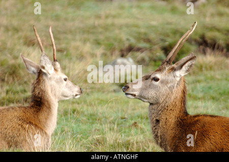 I capretti Red Deer Stags Foto Stock