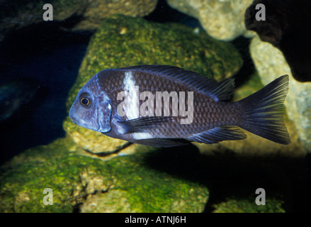 Tropheus duboisi, cichlid endemica del Lago Tanganika, Africa Foto Stock