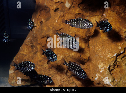 Tropheus duboisi, youngs, cichlid endemica del Lago Tanganika, Africa Foto Stock