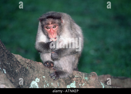 Cofano scimmia Macaca radiata seduto sul ramo di albero a Bangalore in India Foto Stock