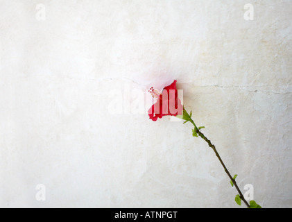 Un fiore rosso di ibisco, Malvaceae, contro una parete bianca a Binibeca Vell, Minorca, Isole Balerariche, Spagna Foto Stock