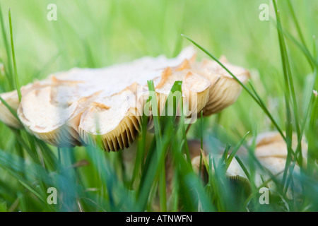 In prossimità delle branchie di Prato (Waxcap Hygrocybe pratensis) funghi che crescono nel giardino interno dell'erba del prato in autunno. Regno Unito Gran Bretagna Foto Stock