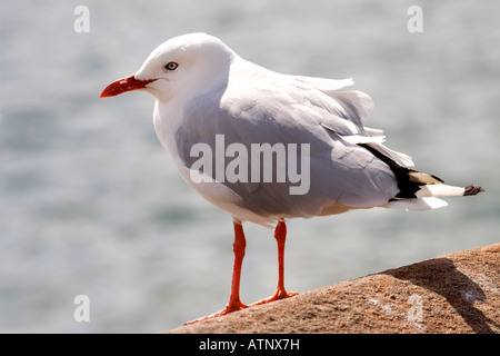 Gabbiano argento (Larus novaehollandiae) nel porto di Sydney, Australia Foto Stock