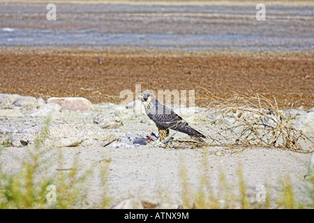 Falco pellegrino Falco peregrinus capretti con gabbiano preda accanto a Salt Lake in Utah USA Foto Stock