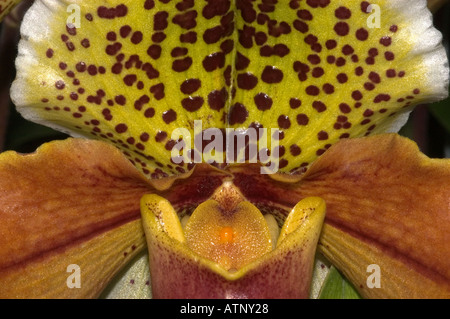Orchidea (Paphiopedilum insigne) specie selvatiche. Close-up dettaglio Foto Stock