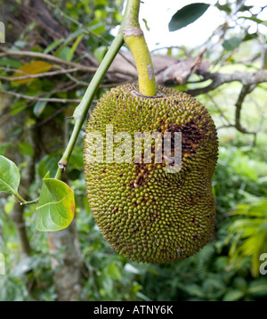 Jackfruit Arctocarpus Heterophyllus Bali Indonesia Foto Stock