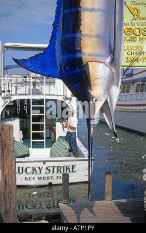 Un pescatore sul suo sport barca da pesca e un gran marlin azzurro pesce al porto ad ovest chiave Foto Stock