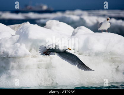 Glaucous Gull (larus hyperboreus) prendere il volo fuori portata di ghiaccio Foto Stock