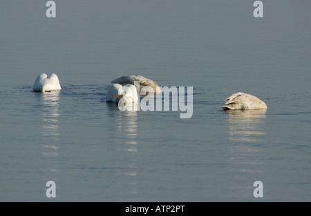 Due adulti e due immaturo Cigni muti Cygnus olor alimentazione in acque riparate di Lamlash Bay isola di Arran Foto Stock