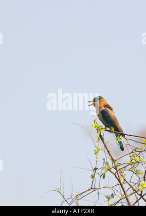 Blue Jay o rullo indiano cantare sul pesce persico Coracias Benghalensis Parco Nazionale di Kanha NP Madhya Pradesh India Asia Foto Stock