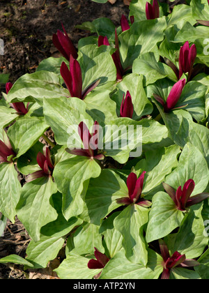 Giant trillium (trillium chloropetalum) Foto Stock