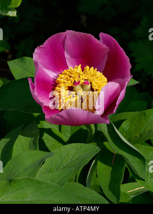 Coral peonia (Paeonia mascula subsp. arietina) Foto Stock