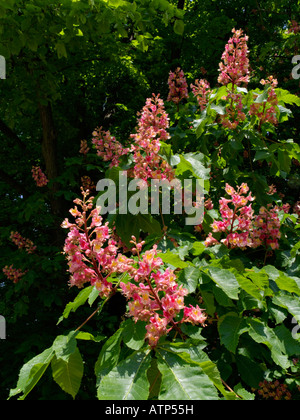 Red ippocastano (Aesculus x carnea) Foto Stock