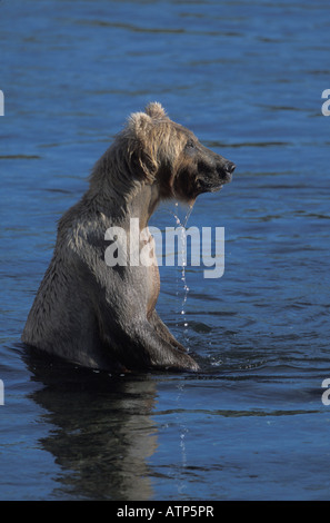 Orso bruno Ursus arctos, in piedi in acqua. Foto Stock