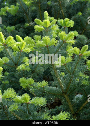 Abete alpino (Abies lasiocarpa) Foto Stock