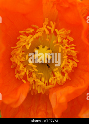 Islanda papavero (Papaver nudicaule) Foto Stock