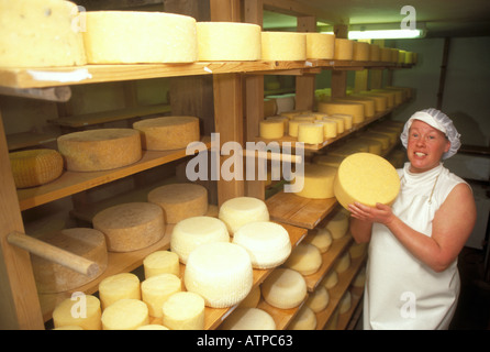 Karen Hindle rendendo tradizionale piccola Herefordshire del formaggio nella camera di deposito come esse maturano sui piani di appoggio Foto Stock