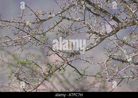 Il Tawny pipit Anthus campestris Asco Valle Corsica Francia Foto Stock