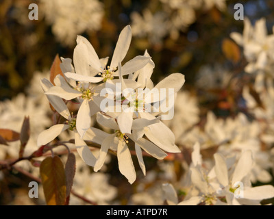 Servizio di roverella berry (Amelanchier arborea) Foto Stock