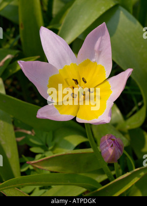 Tulipano selvatico (tulipa saxatilis syn. tulipa bakeri) Foto Stock