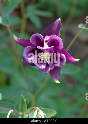 Aquilegia alpina europea (aquilegia vulgaris) Foto Stock