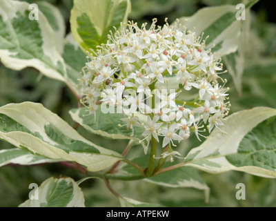 Tartarian sanguinello (cornus alba 'sibirica variegata') Foto Stock