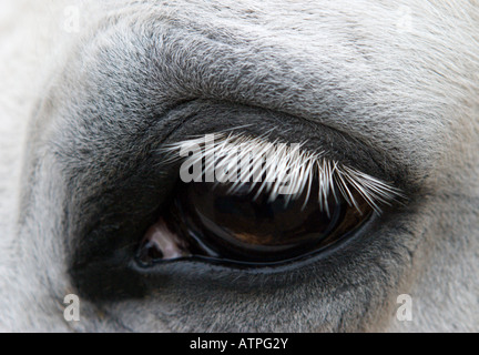 L'occhio di un Irish Cob Cavallo Foto Stock