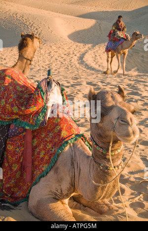 Due cammelli in appoggio nel deserto mentre un terzo passa dal... Foto Stock