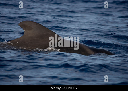 Breve alettato di Balene Pilota La Gomera Spagna diving Foto Stock