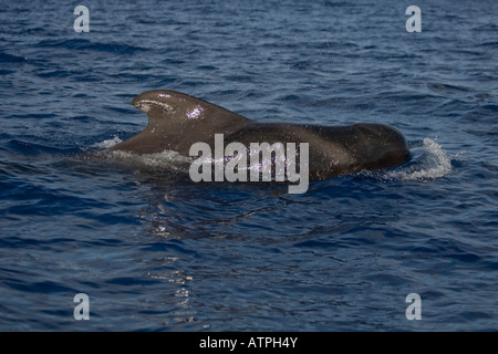 Breve alettato di Balene Pilota La Gomera Spagna affiorante Foto Stock