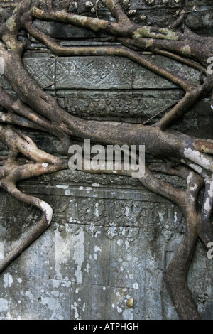 Radici di alberi che crescono sulle incisioni a Beng Mealea Foto Stock