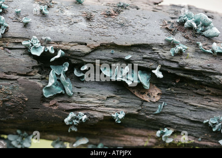 Verde, elfcup chlorociboria aeruginascens, corpi fruttiferi Foto Stock