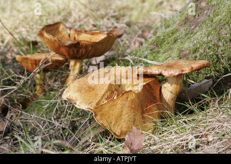 Gruppo di brown rollrim funghi paxillus involutus Foto Stock