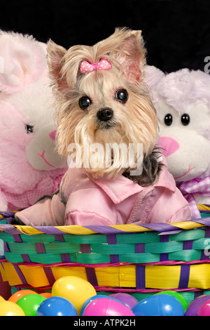 Daisy, forse il cane più bello del mondo (a Yorkshire Terrier), attende il coniglietto di Pasqua. Foto Stock