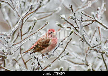 House Finch appollaiato in ghiaccio incrostati di Star Magnolia Floyd County Indiana Foto Stock