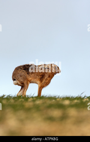 Brown lepre Lepus europaeus stretching Therfield Hertfordshire Foto Stock
