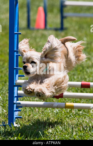 American Cocker Spaniel Jumping ostacolo sulla agilità corso Corydon Indiana Foto Stock