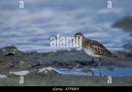 Almeno il Sandpiper, Calidris minutilla, chiamando. Foto Stock