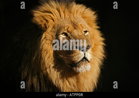 Ritratto di un grande maschio di leone africano (Panthera leo), contro uno sfondo nero, Sud Africa Foto Stock