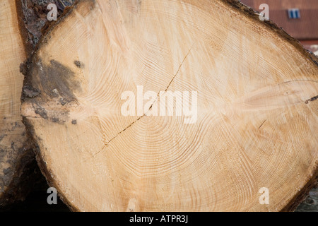 Grande vecchio legno di legno e di legno scozzese Larch taglio Registri che mostrano gli anelli dell'albero e i modelli di crescita nel tempo in Scozia Regno Unito Foto Stock