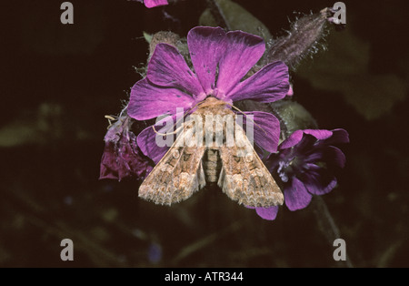 La tignola Tawny cesoie a riposo su red campion Foto Stock