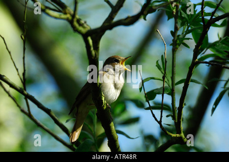 Nightingale Foto Stock