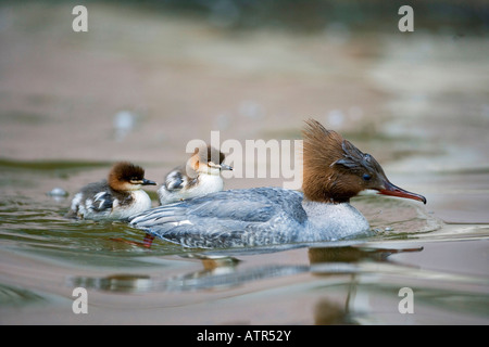 Comuni / Merganser smergo maggiore Foto Stock