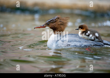 Comuni / Merganser smergo maggiore Foto Stock