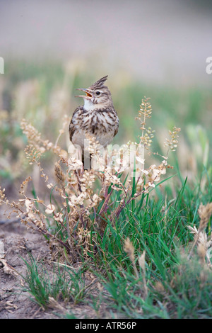 Allodola crestata Foto Stock